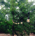 100' Suspended Black Commercial Grade Stringer 80 Intermediate (e17) Base Sockets