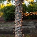 100 Light 22' Long Brown Wire Christmas Mini Lights