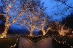 Warm White 70 LED C6 Strawberry Mini Lights Commercial Grade on Green Wire