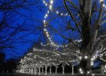 Commercial Grade Wide Angle 100 LED Pure White 50' Long on Green Wire